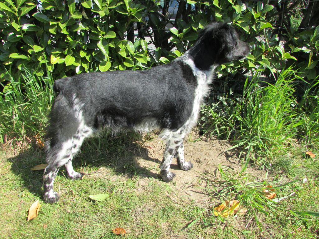 Ixane du grand sénéchal