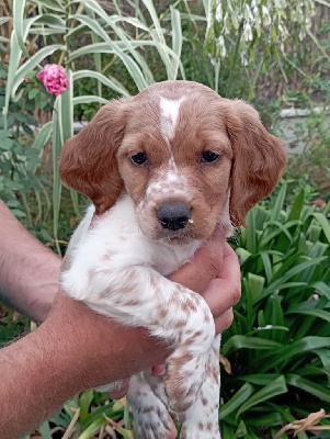 CHIOT 1