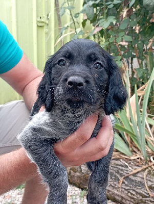 CHIOT 2